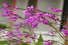 Spathoglottis plicata